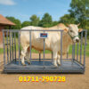 Live Stock Scale